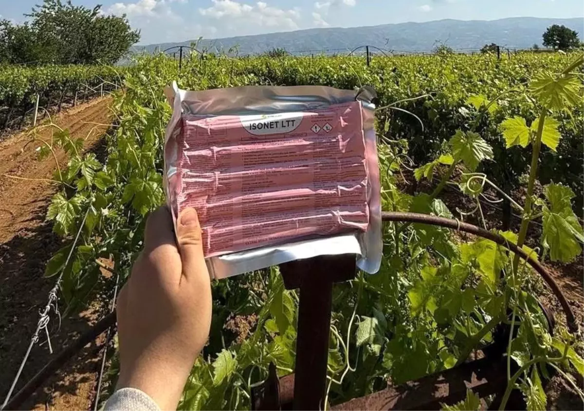 Sarıgöl'de Üzüm Bağlarında Feromon Tel Uygulaması Başladı
