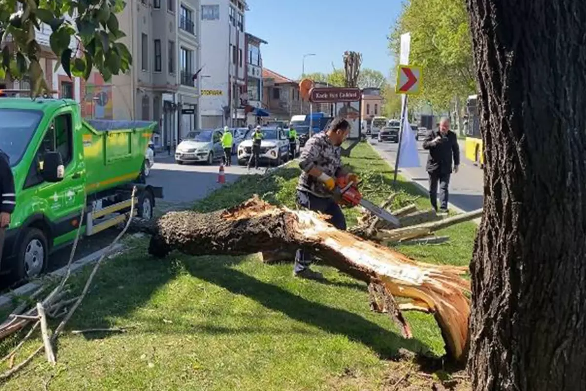 İstanbul'da kuvvetli rüzgar ağaçları devirdi