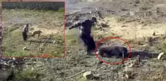 Bu nasıl vicdansızlık! Görüntüleri izleyen jandarma ekipleri gerekeni yaptı