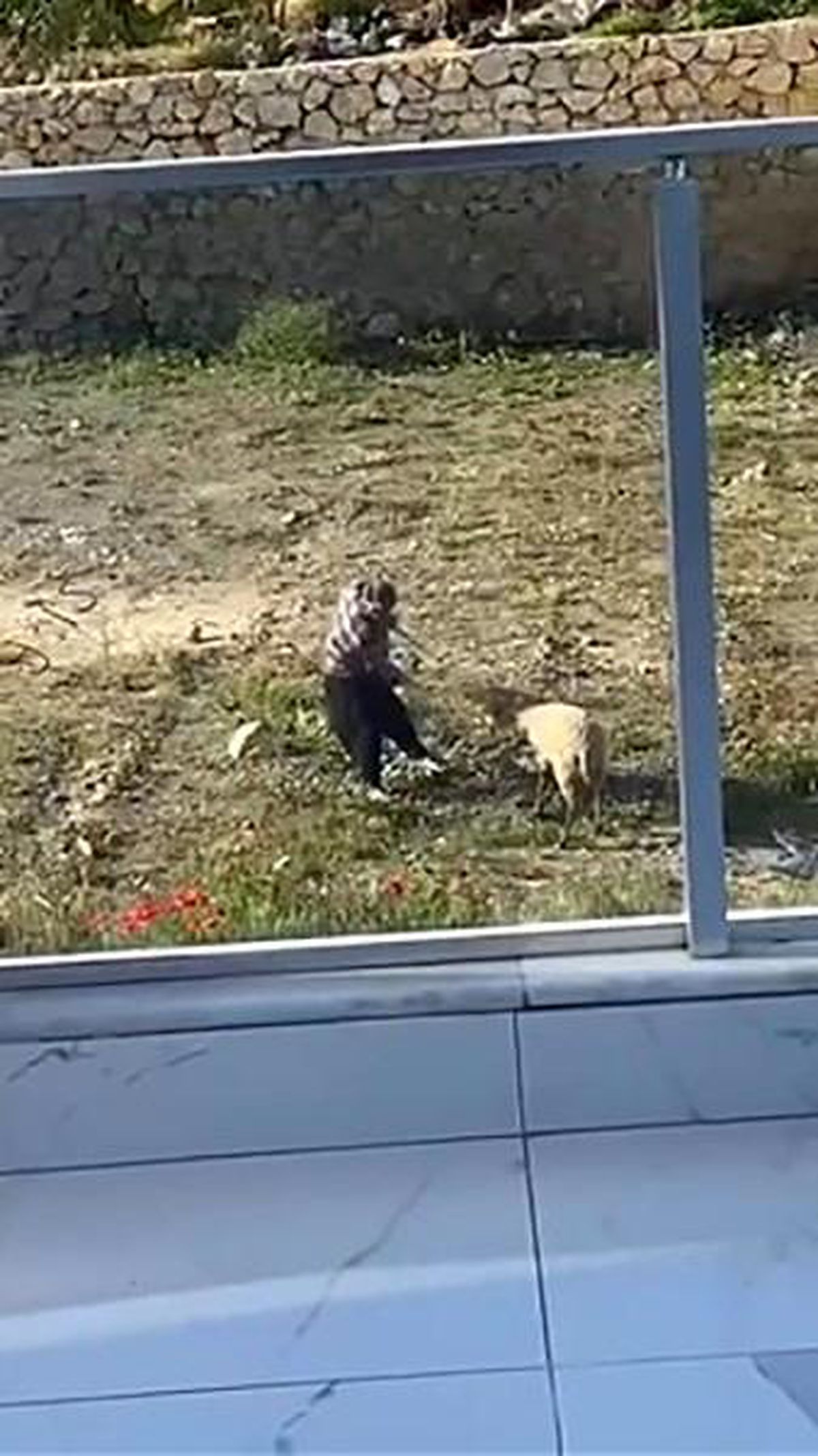 Alanya'da Koyuna İşkence Eden Kişi Gözaltına Alındı
