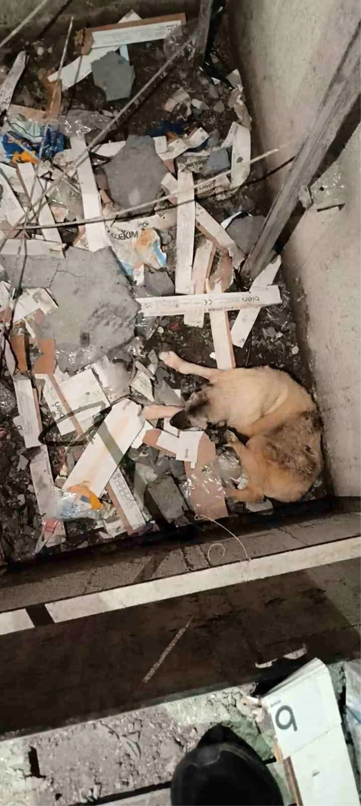 Kızıltepe'de Asansör Boşluğuna Düşen Köpek Kurtarıldı