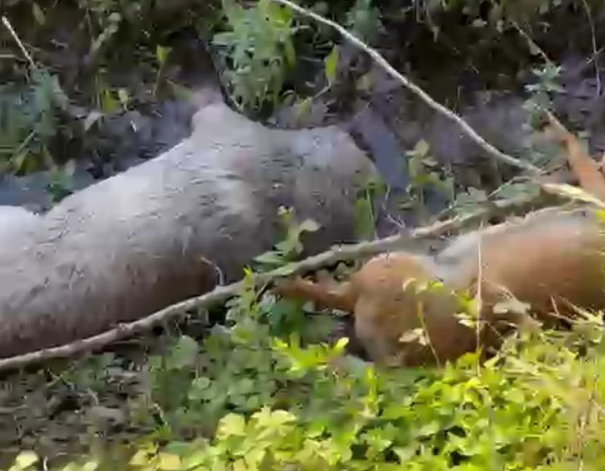 Akyazı'da Zehirli Tavuk Parçalarıyla 8 Köpek Öldürüldü