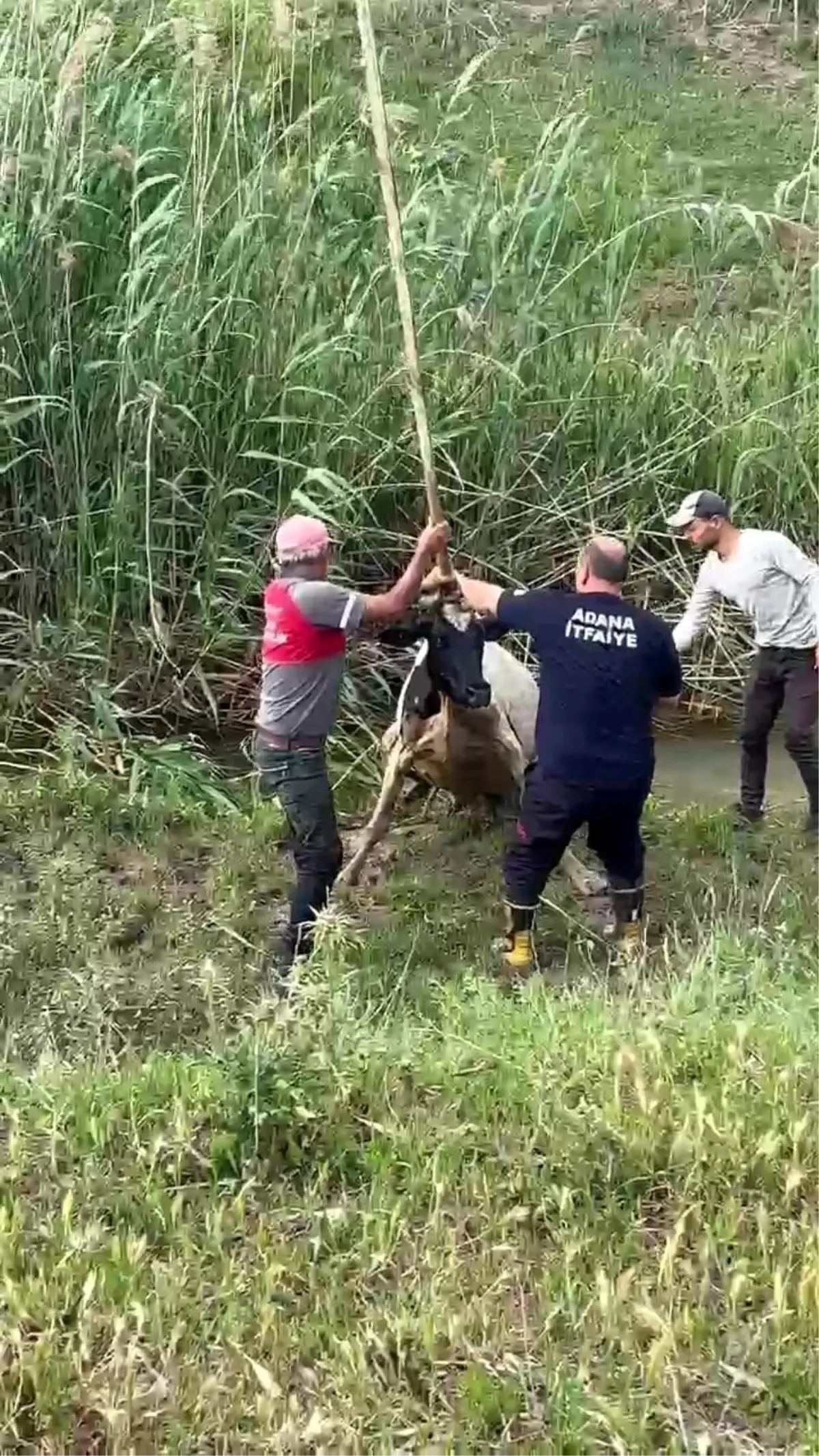 Bataklığa Saplanan İnek İtfaiye Ekiplerince Kurtarıldı