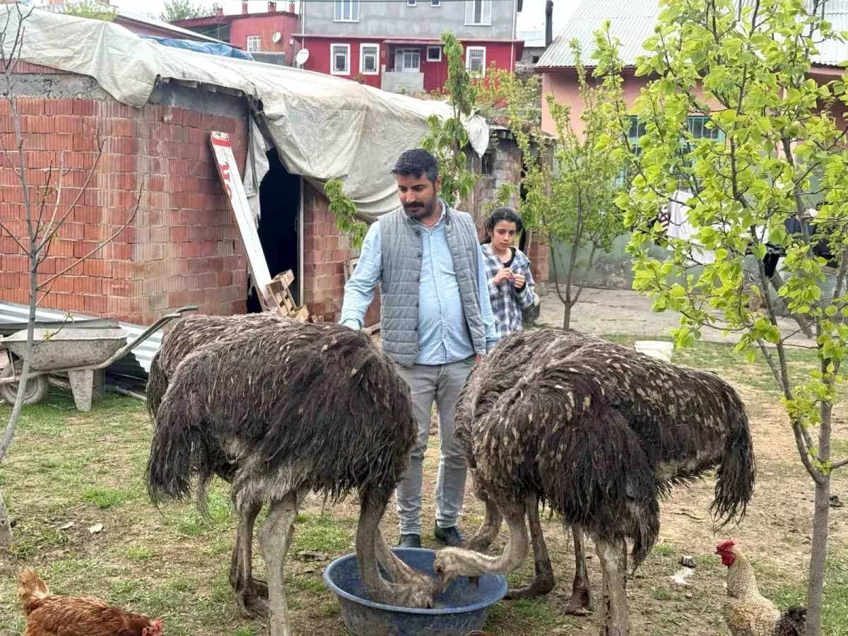Iğdır'da Deve Kuşları Mahalleyi Renklendiriyor