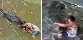 Heykel sandığı gerçek timsahın saldırısına uğrayan turist ağır yaralandı
