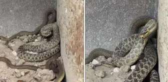 Kepçe operatörü hayatının şokunu yaşadı! İş makinesine yılanlar takıldı