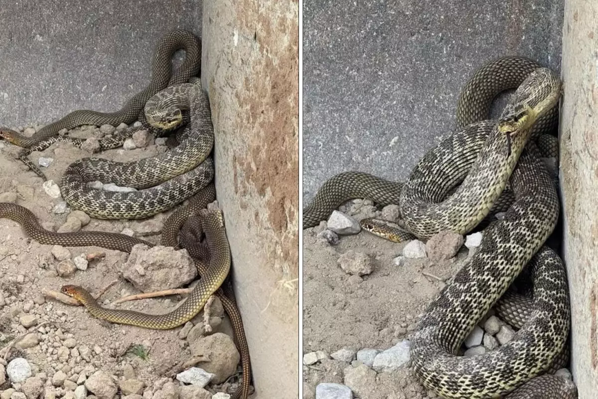 Kepçe operatörü hayatının şokunu yaşadı! İş makinesine yılanlar takıldı