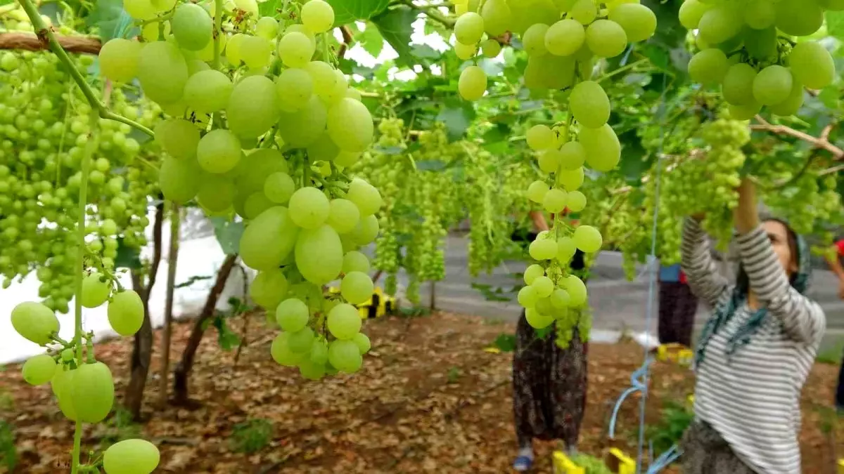 Mersin'de Turfanda Üzüm Hasadı Başladı