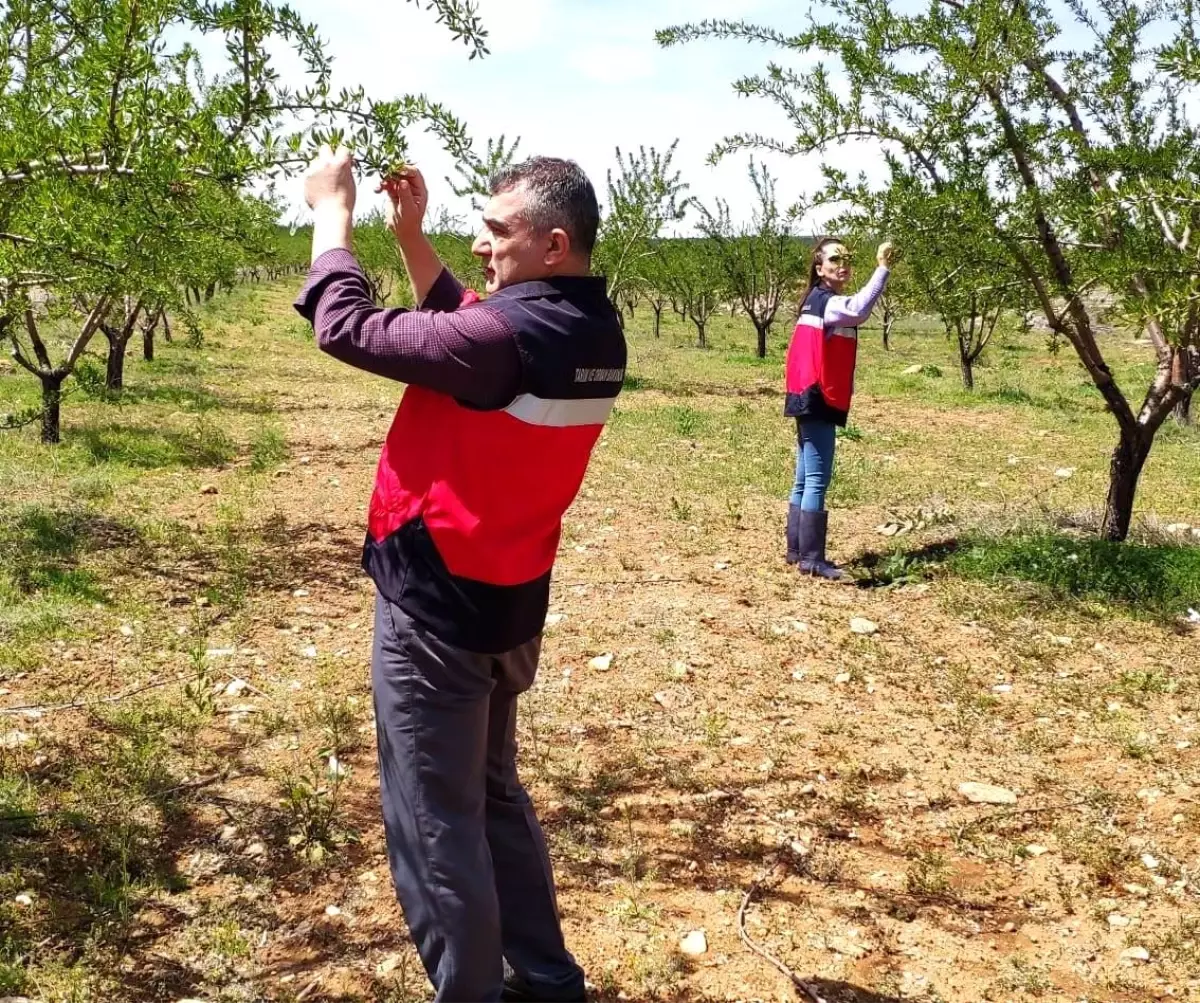 Kütahya'da Zirai Don Kontrolleri Başladı