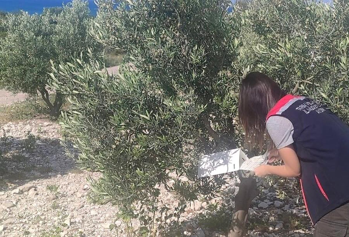 Didim'de Zeytin Bahçelerinde Hastalık ve Zararlı Kontrolleri Gerçekleştirildi
