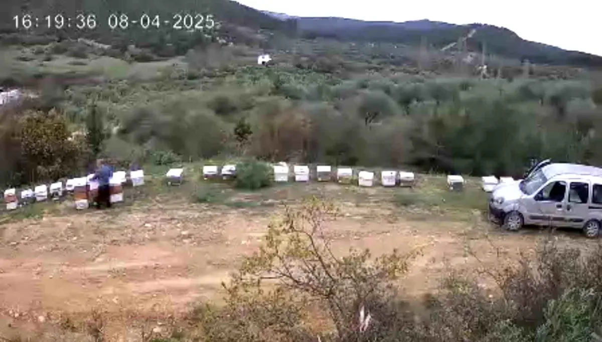 Arı Kovanı Hırsızlığı Güvenlik Kamerası ile Çözüldü