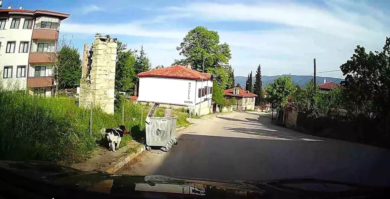 Başlıca Köpek, Safranbolu'da Tavuk Çaldı