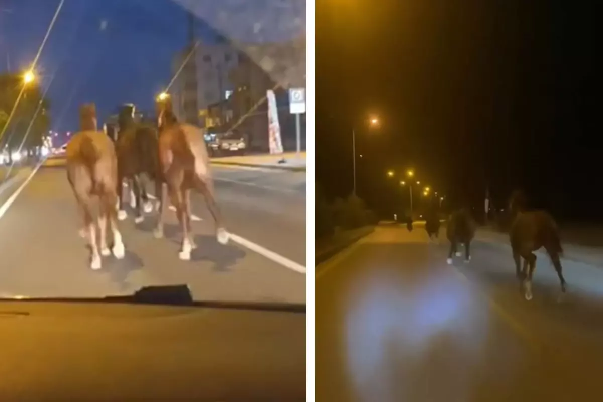 Bir dönem Türkiye'nin en zengin iş insanıydı! Çiftliğindeki yarış atları kaçtı