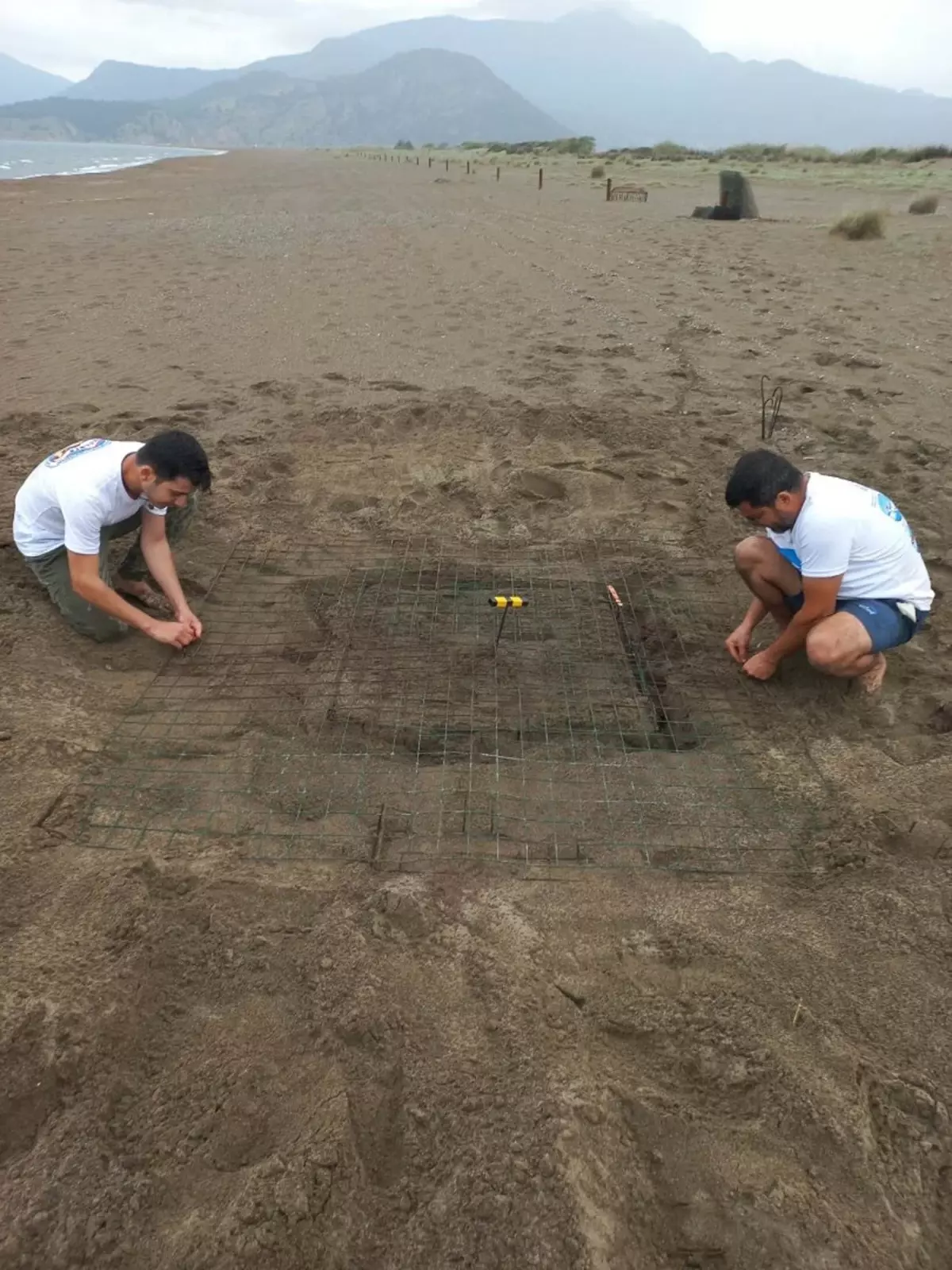 Dalyan Kumsalında Sezonun İlk Caretta Caretta Yuvası Tespit Edildi