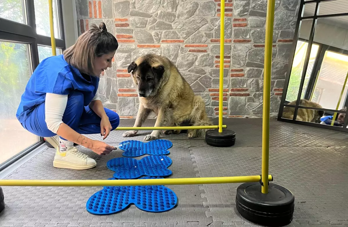 Obezite ile Savaşan Sokak Köpeği 'Duman' 10 Kilo Verdi