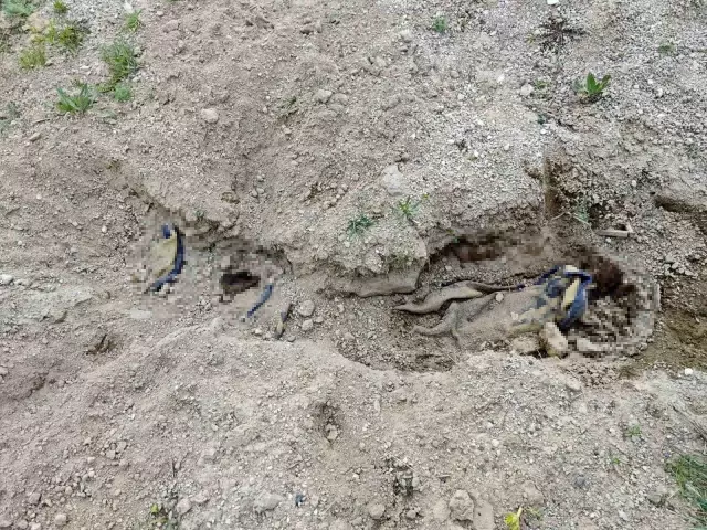 The shepherd found a body wrapped in a blanket buried in an empty field