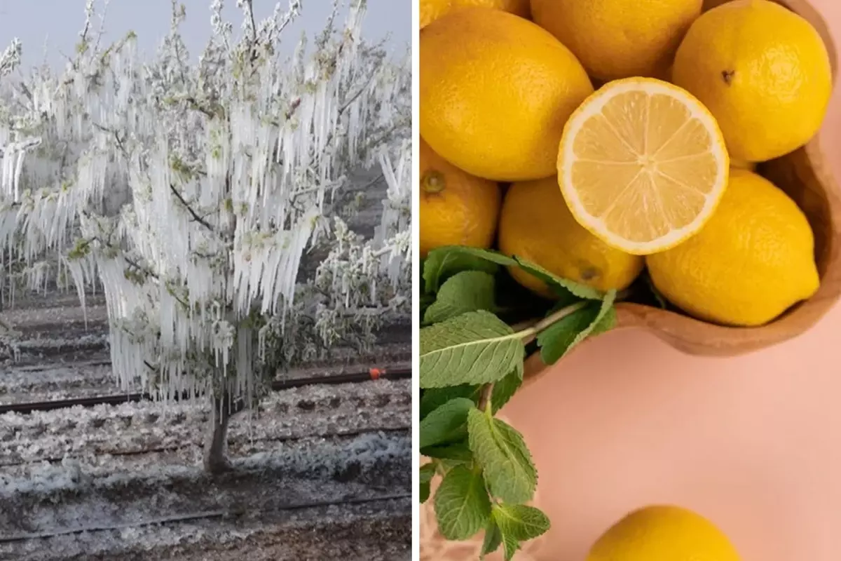 Zira don felaketi sonrası limon fiyatları uçuşa geçti