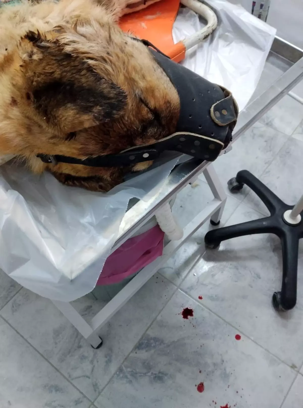 Elazığ'da Silahla Köpek Öldürüldü: Sahibi ve Vuran Kişi Arasında Tartışma
