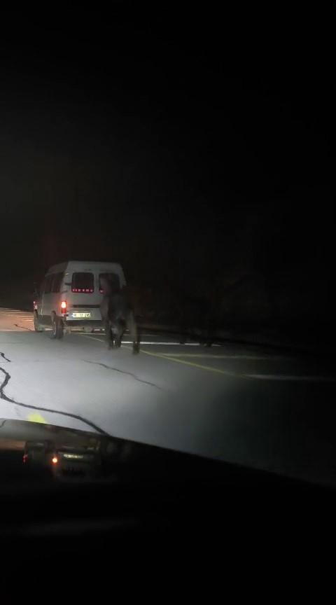 He tied the horses to the back of the pickup truck and made them run