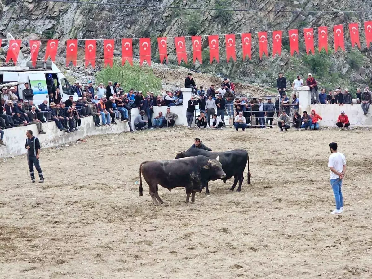 İspir'de Boğa Güreşleri Sırasında Kavga Çıktı