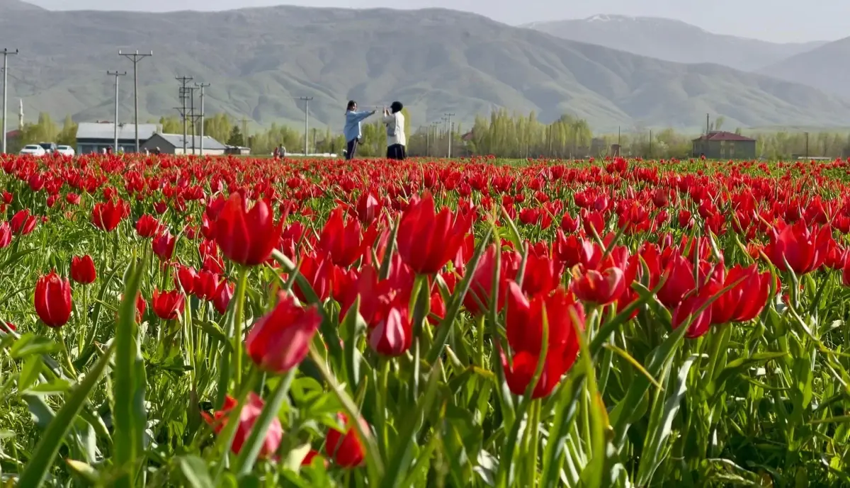 Muş Ovası Lalelerle Kırmızıya Büründü