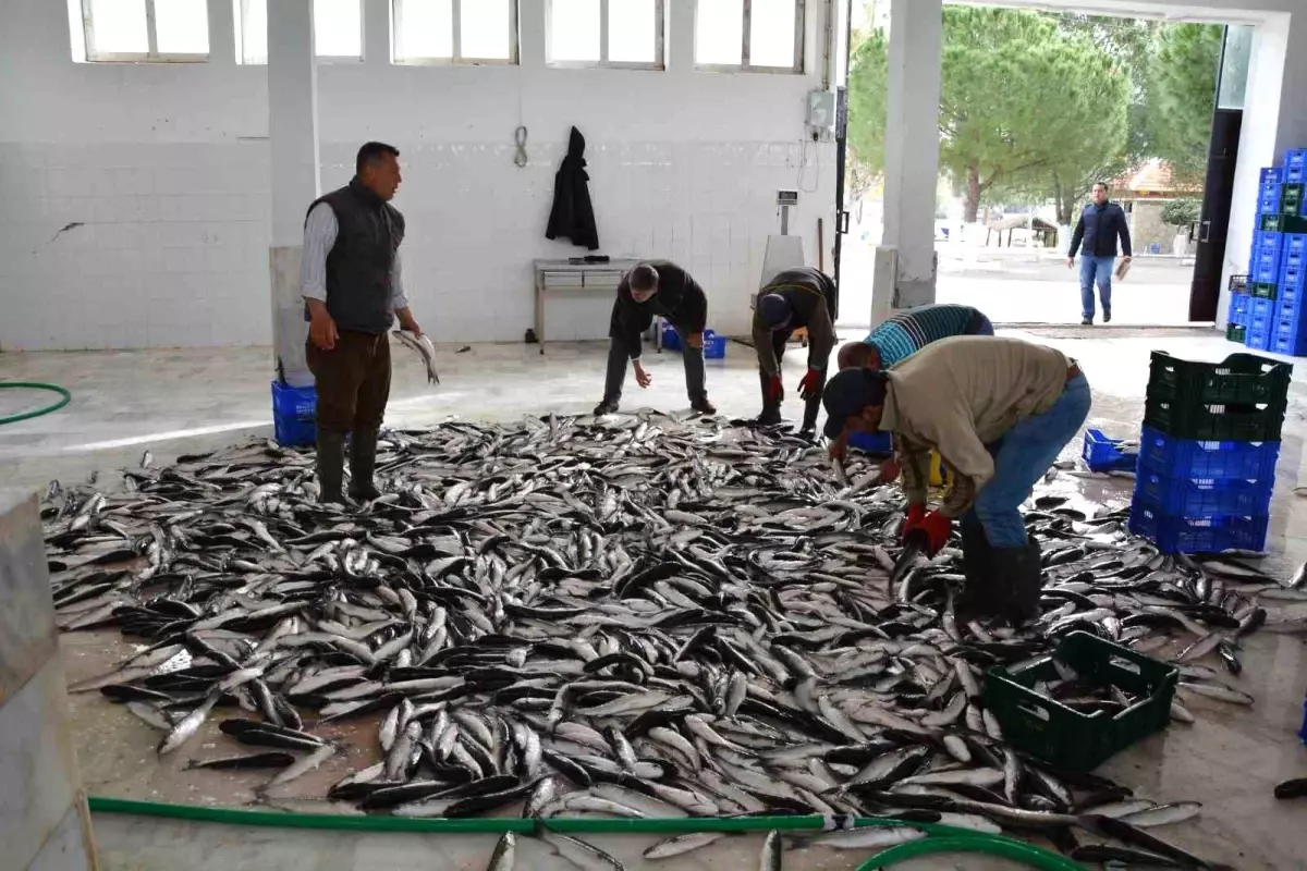 Muğla'nın Nisan İhracatı 95,2 Milyon Dolarla Ülke Ekonomisine Katkı Sağladı