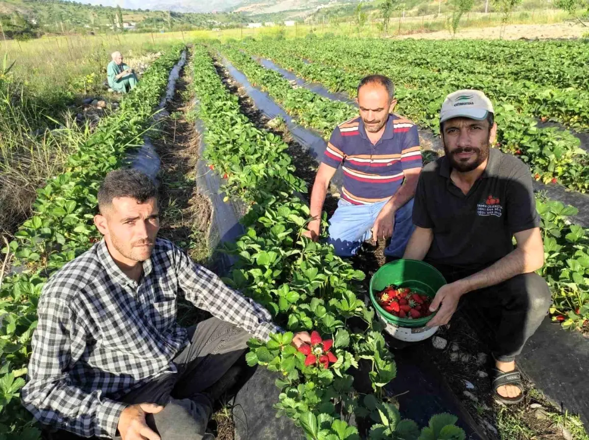 Batman Sason'da Organik Çilek Hasadı Başladı