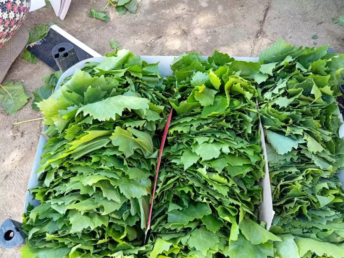 Manisa'da Taze Bağ Yaprağı Alım Sezonu Başladı