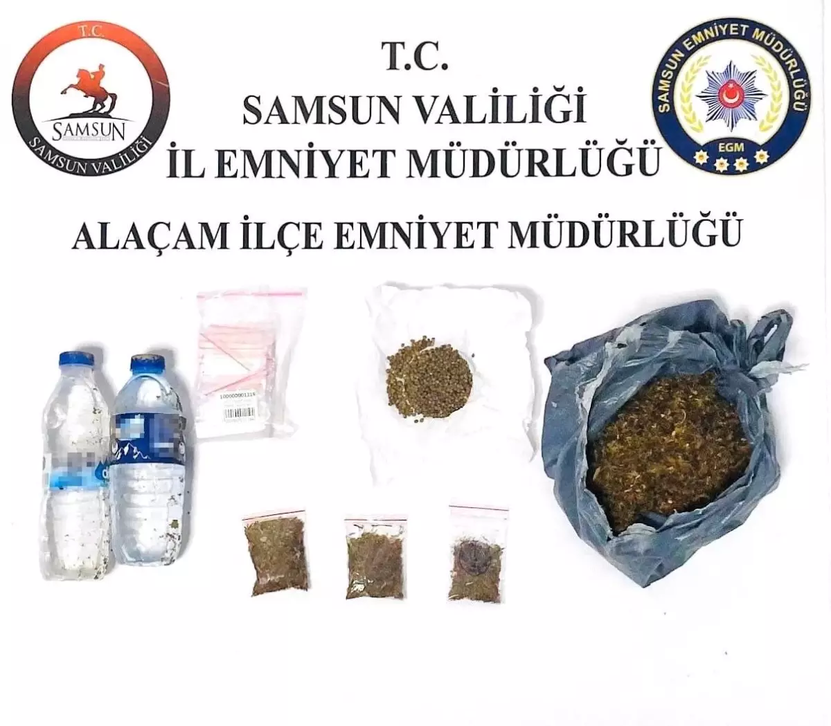 Samsun'da Uyuşturucu Operasyonu: Bonzai ve Kenevir Tohumu Ele Geçirildi