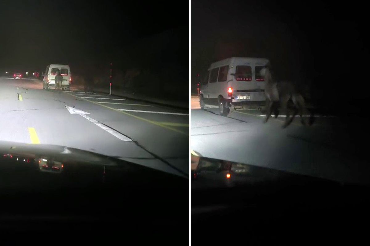 Atları kamyonetin arkasına bağlayıp koşturdu