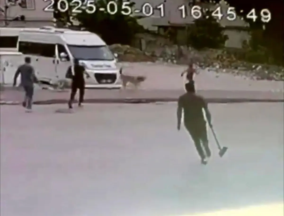Sokak Köpekleri Çocuğa Saldırdı: Esnaf Kurtardı