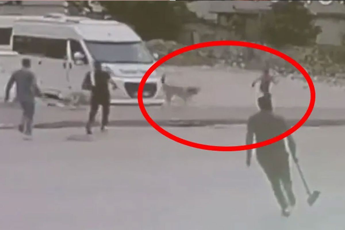 Sokak köpeklerinin saldırdığı çocuğu esnaf son anda kurtardı