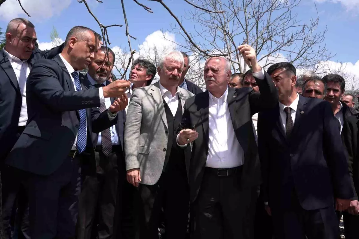Zirai Don Afeti Ceviz ve Antep Fıstığı Bahçelerini Vurdu