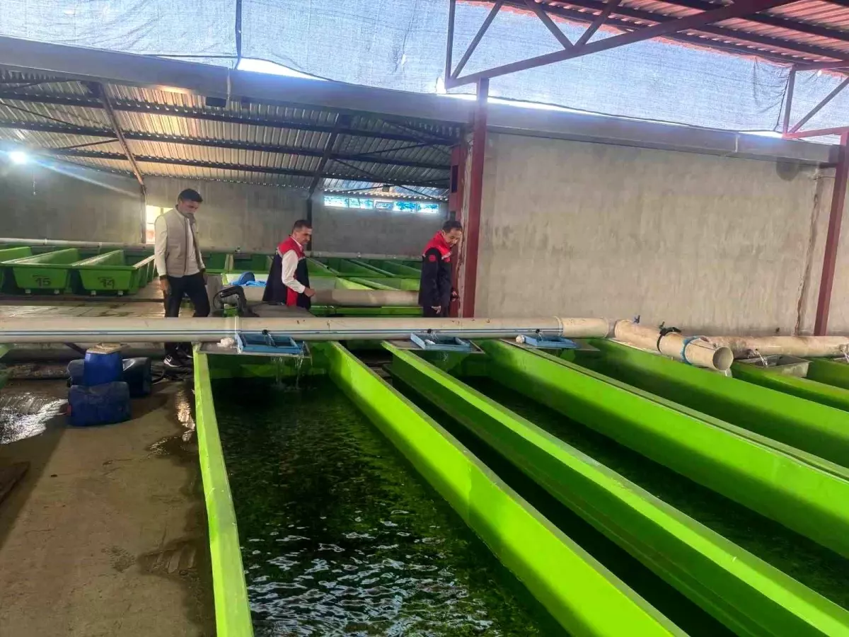 Erzincan'da Yılda 15 Milyon Yavru Alabalık Üretimi