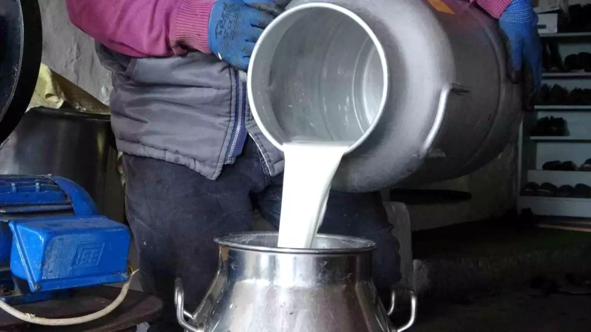 Ardahan'da Süt Üreticileri Düşük Fiyatlarla Zor Günler Geçiriyor