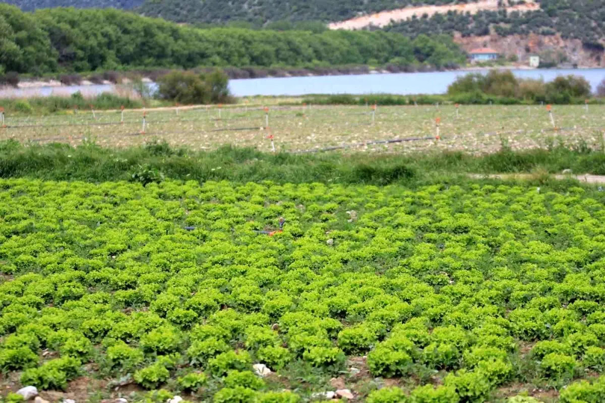 Gölbaşı Baraj Gölü'nde Yasa Dışı Tarımsal Üretimle Mücadele