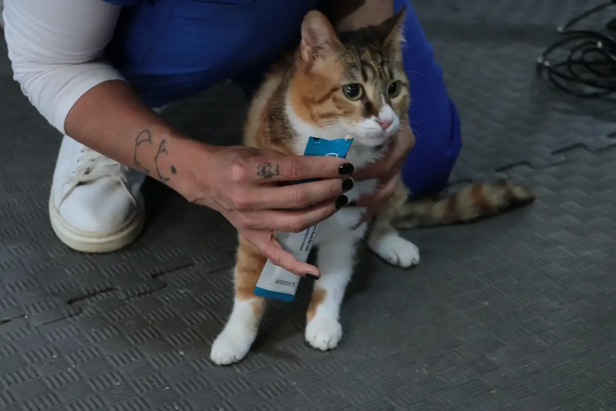 Depremde Yaralanan Kedi 'Defne', Tedavi Edildi ve Sahiplendirilmeyi Bekliyor