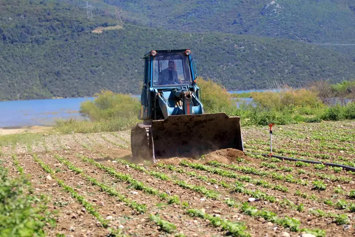 Çiftçiler Hükümetin Çelişkili Tarım Politikalarından Şikayetçi
