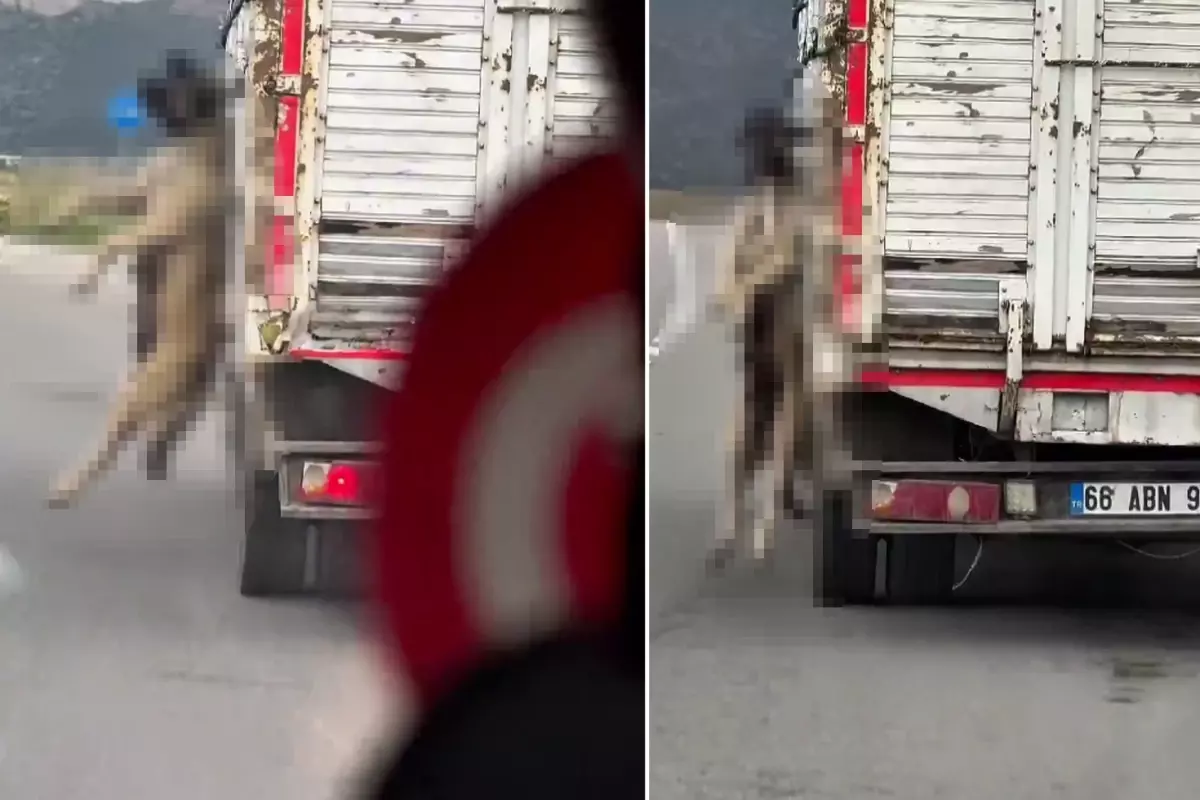 Köpeği boynundan iple asarak taşıdı