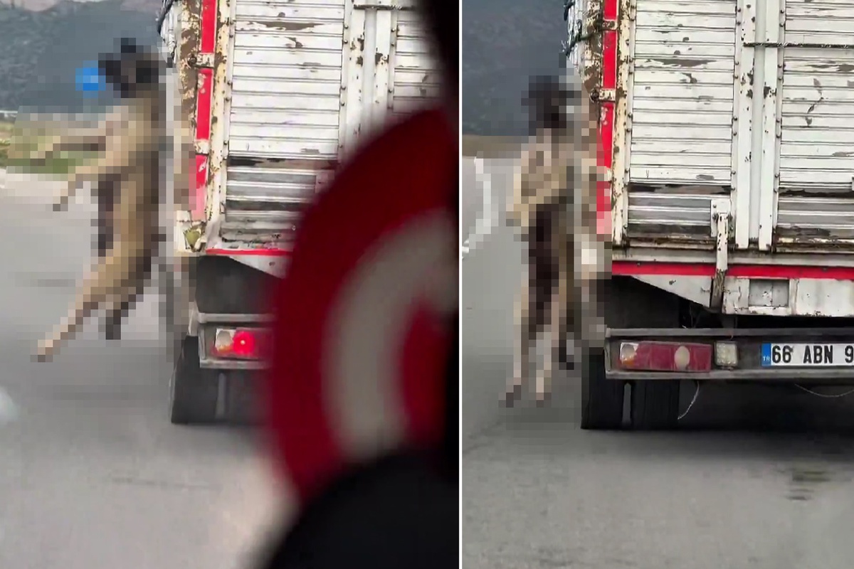 Köpeği boynundan iple asarak taşıdı