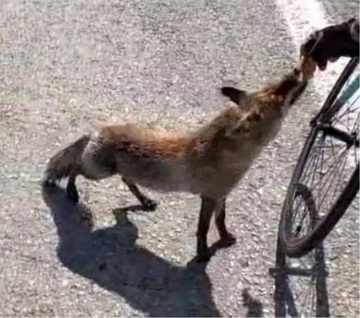 Tarihi yarımadanın maskotu olan tilki, sporcunun elinden beslendi
