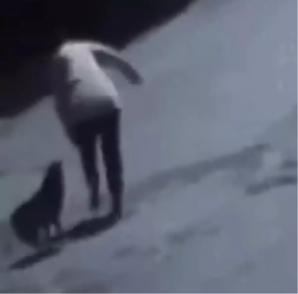 Tekirdağ'da Sokak Köpeği Kadını Isırdı