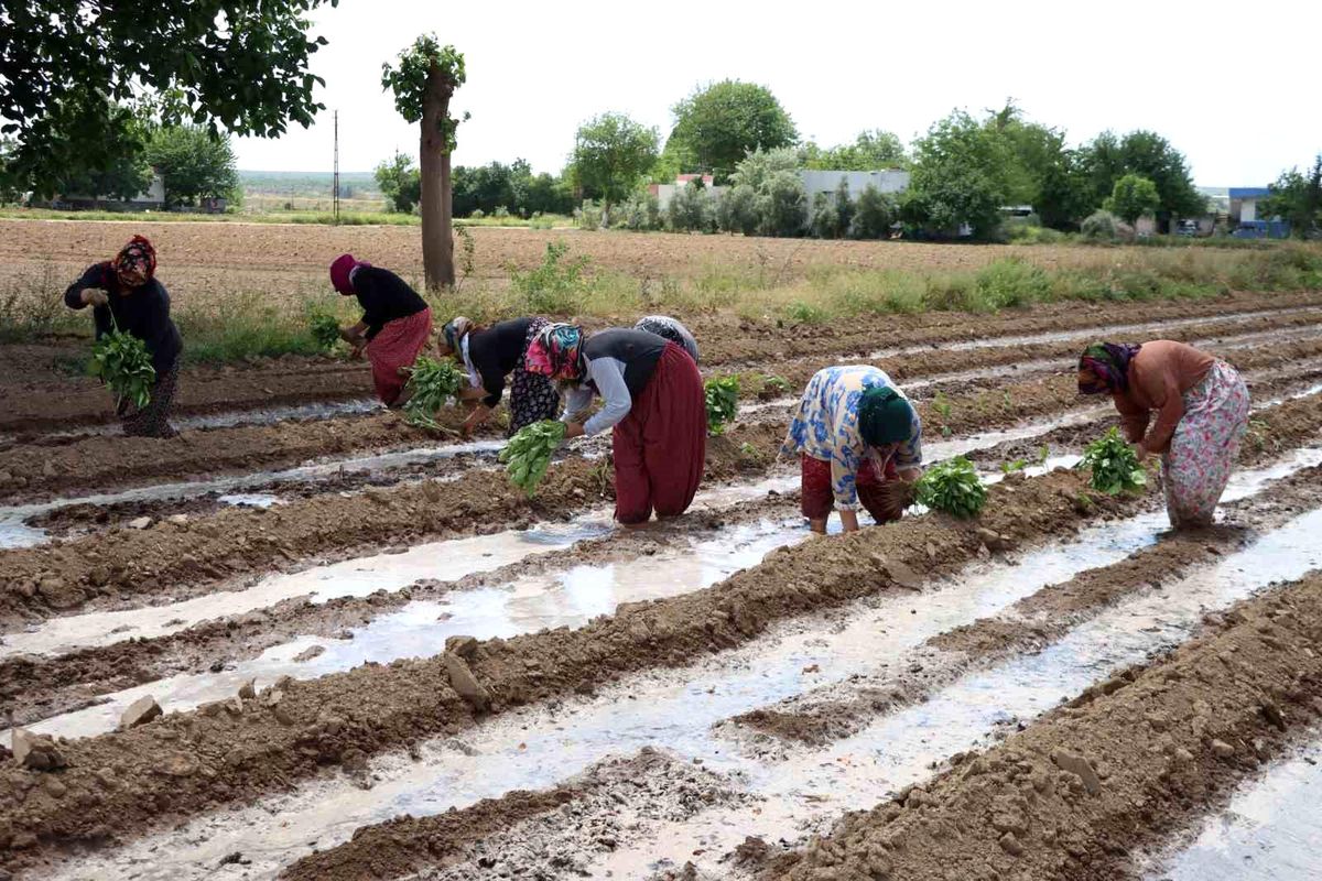 Birecik Patlıcanı Ekim Zamanı Geldi