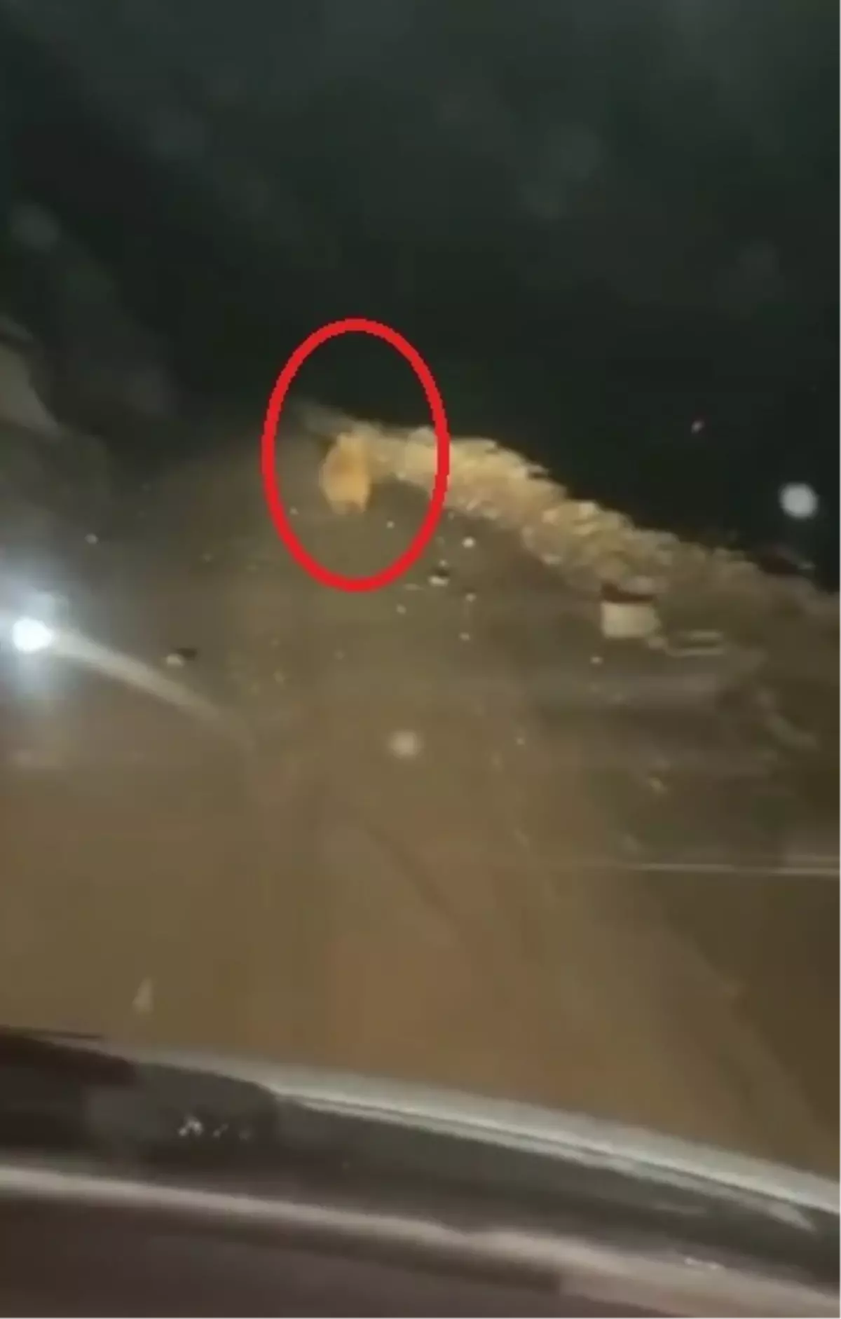 Develi'de Ayı Arı Kovanlarını Parçaladı
