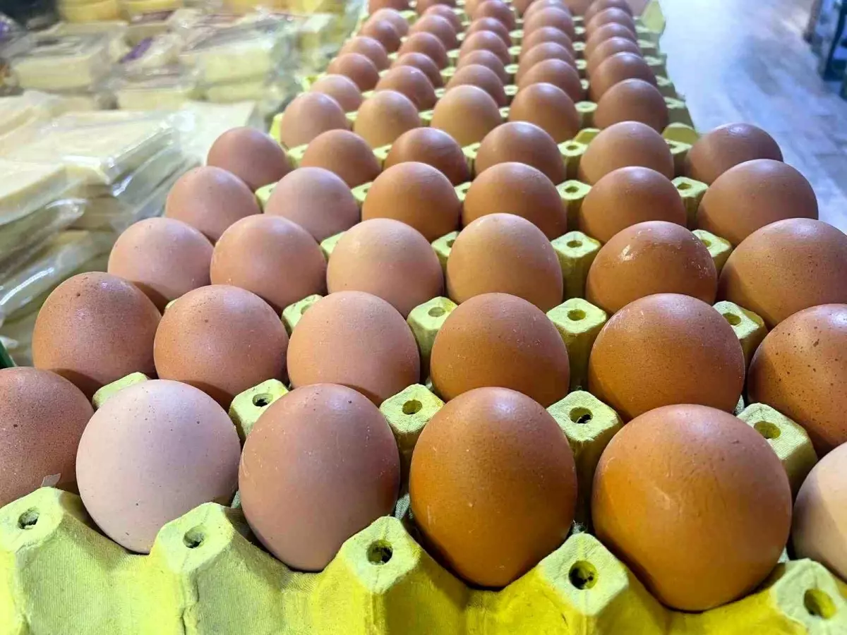 Yumurta Kabuğunun Sanayi Potansiyeli Vurgulandı
