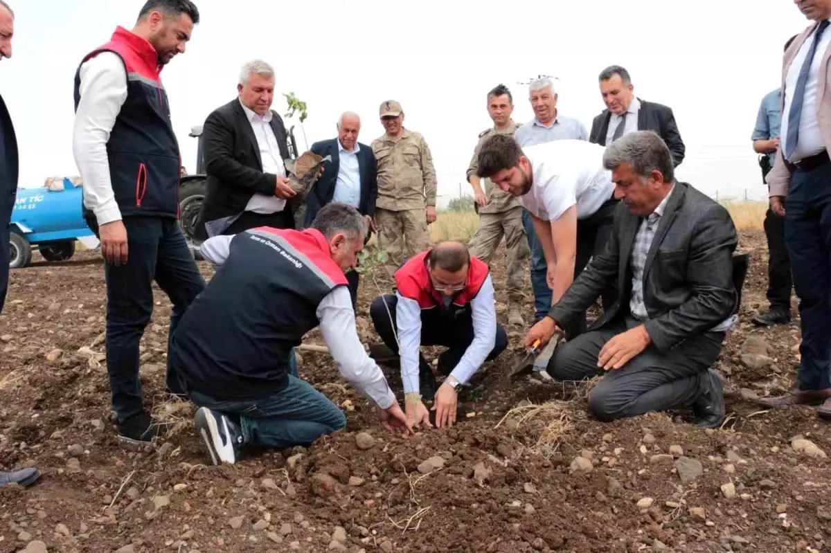 Cizre'de Fıstık Yetiştiriciliği İçin 50 Çiftçiye Fidan Dağıtıldı