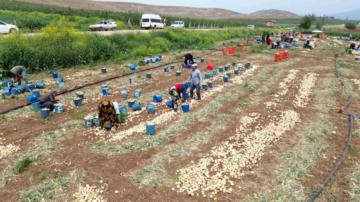 Hatay'ın Amik Ovası'nda Soğan Hasadı Devam Ediyor