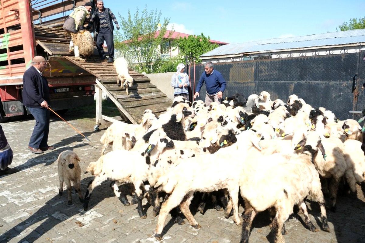 Erzincan'da Şavak Aşireti Yaylalara Göç Ediyor
