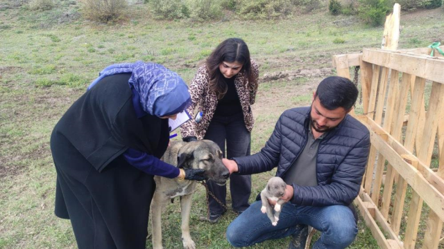 The owner of the dog hanging from the truck bed spoke! Here is the truth of the incident