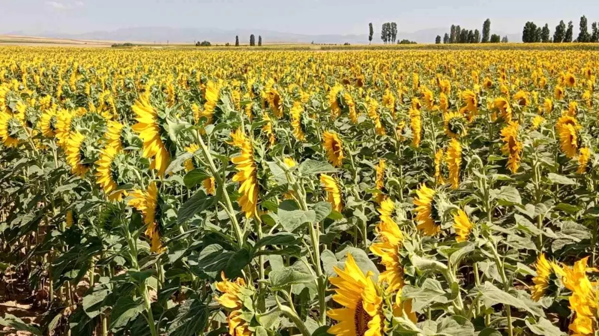 Söke'de Ayçiçeği Ekimi İçin Çiftçilere Destek Projesi